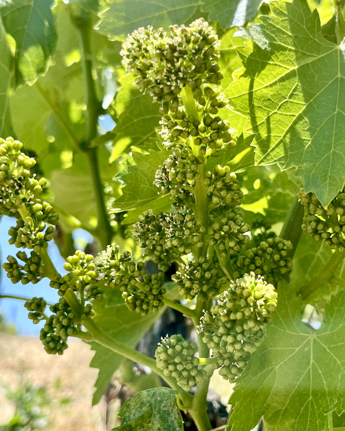 Flowering 2025 Grenache Blanc