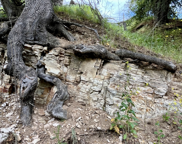 Limestone and oak roots