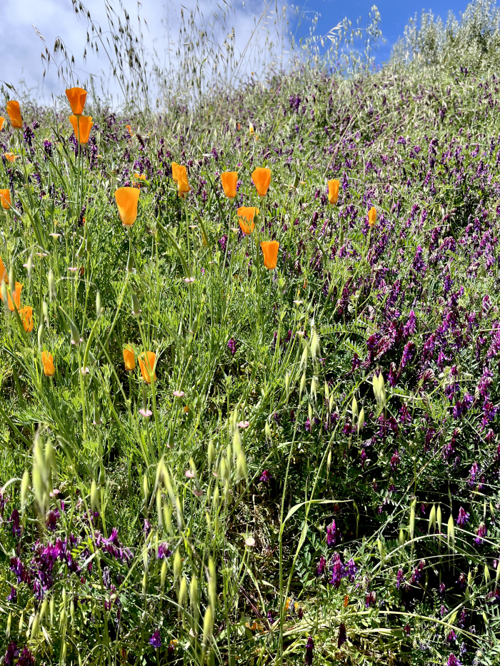 Wildflowers 2025 - Vetch and Poppies