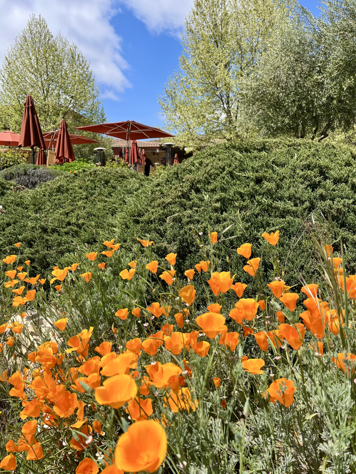 Wildflowers 2025 - Tasting room poppies