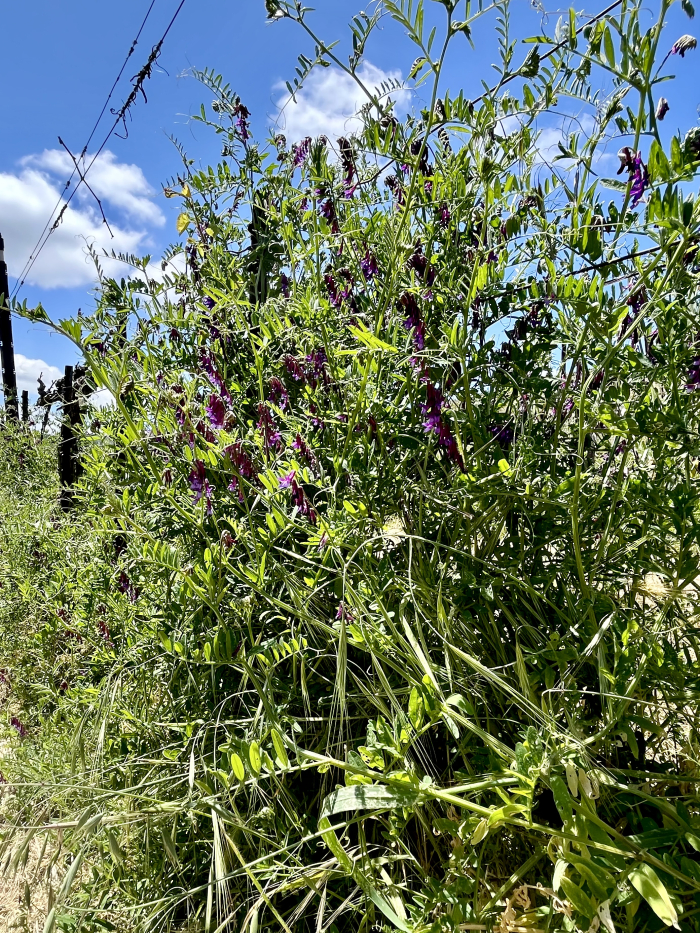 Wildflowers 2025 - Vetch in vine row