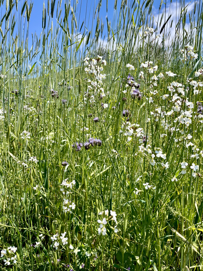 Wildflowers 2025 - Phacelia and radish