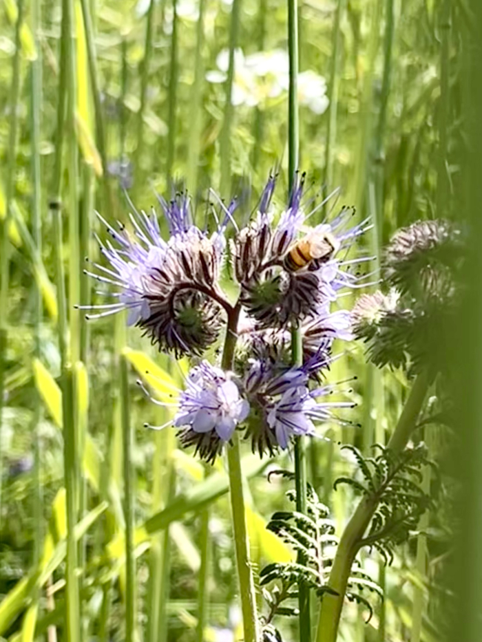 Wildflowers 2025 - Phacelia