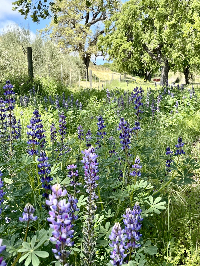 Wildflowers 2025 - Roadside lupine