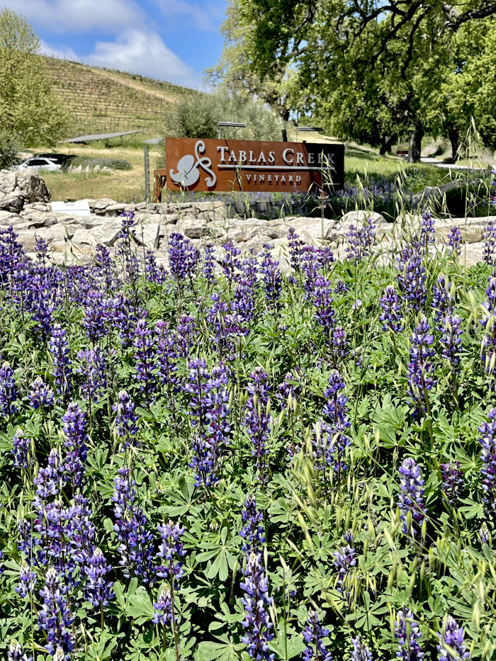 Wildflowers 2025 - Sign lupine