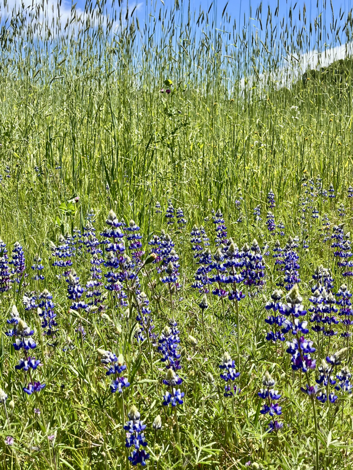 Wildflowers 2025 - Vineyard lupine