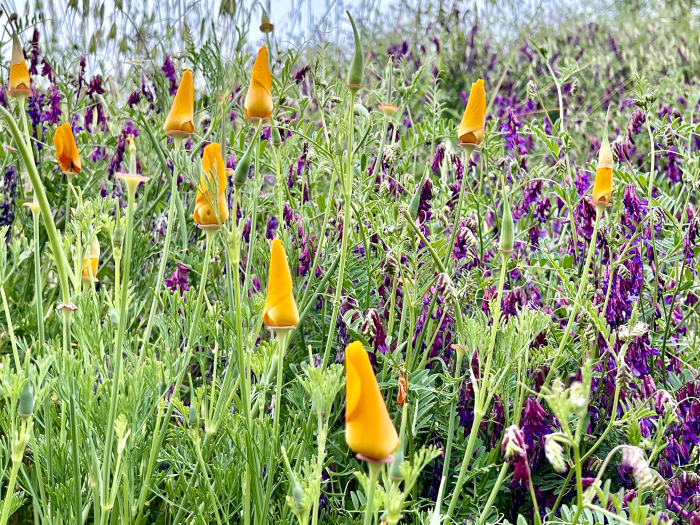 Wildflowers 2025 - Vetch and Poppies 2