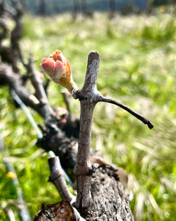 Budbreak 2025 - Syrah