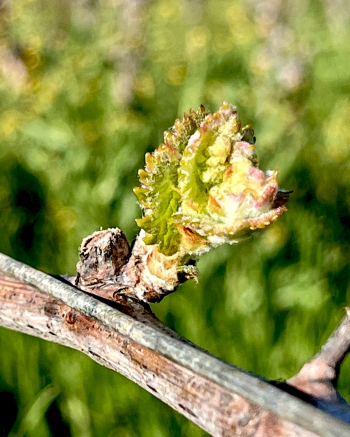 Budbreak 2025 - Viognier