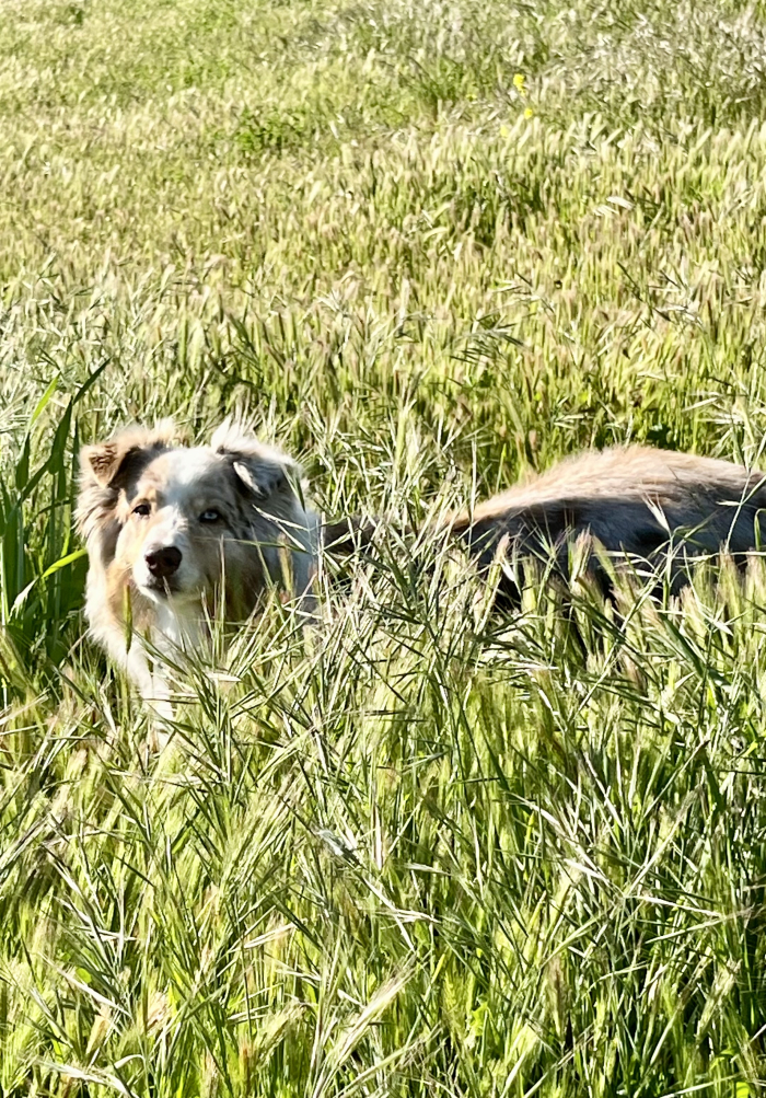 Budbreak 2025 - Sadie