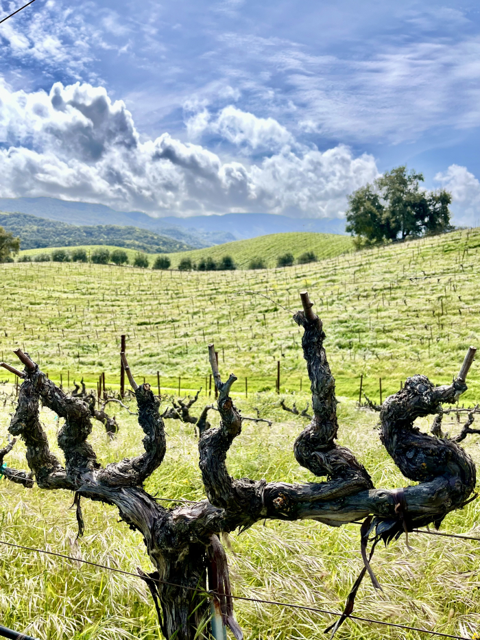 Dormant Counoise and Dramatic Clouds March 2025