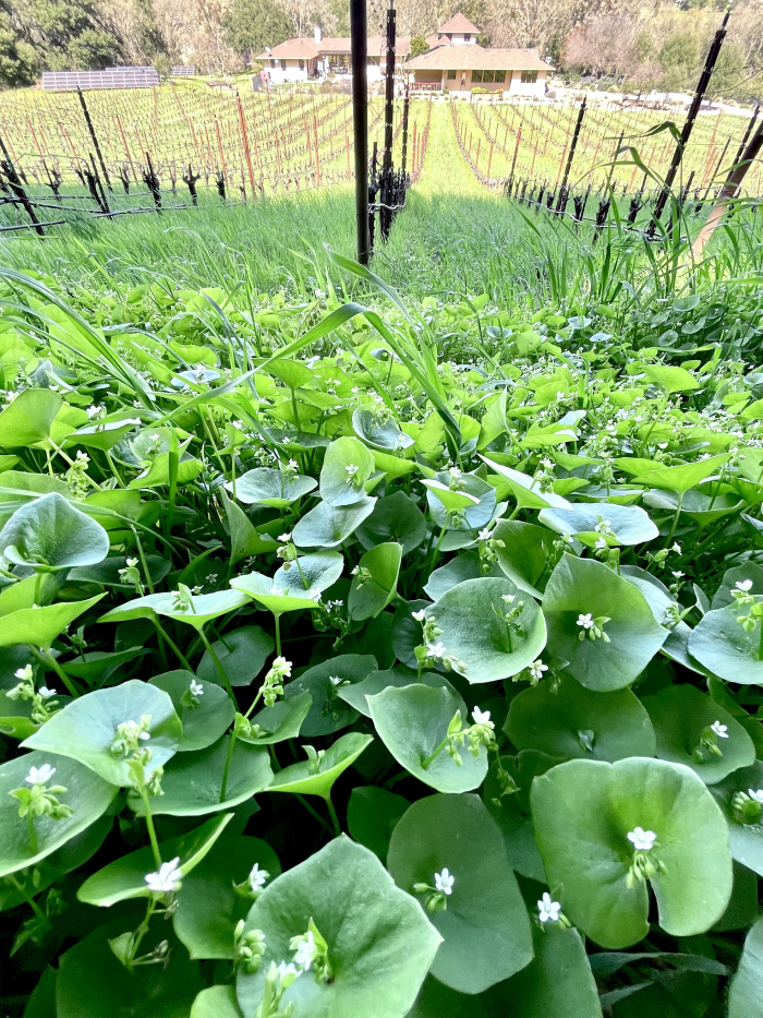 Miners lettuce at Haas Vineyard Spring 2025