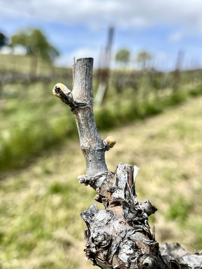 Budbreak 2025 - Grenache BOH