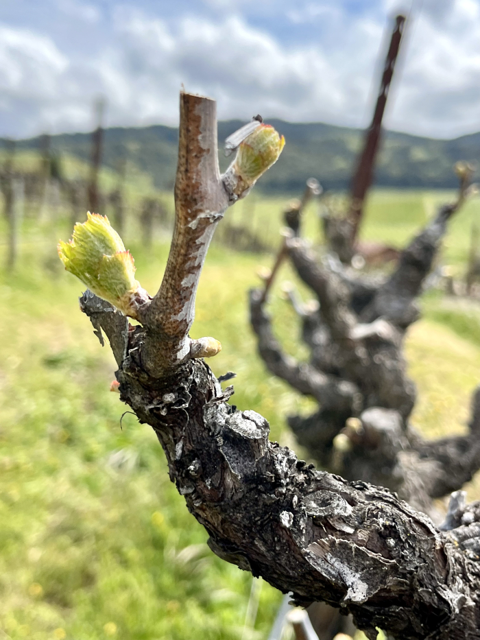 Budbreak 2025 - Grenache MOH