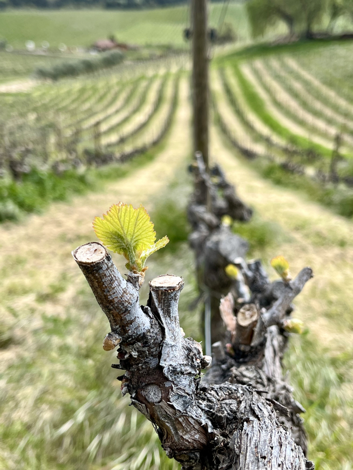 Budbreak 2025 - Grenache TOH