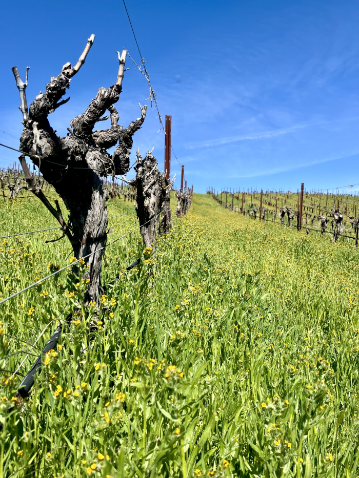 Feb 2025 - wildflowers in Mourvedre