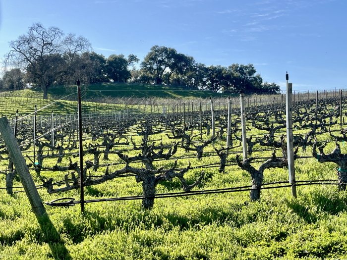 Feb 2025 - Grenache AV