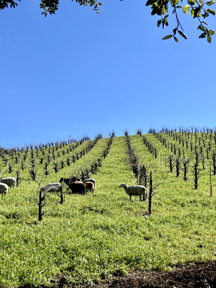 Feb 2025 - sheep on Scruffy Hill
