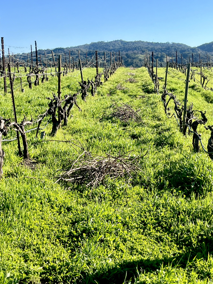 Feb 2025 - newly-pruned Syrah