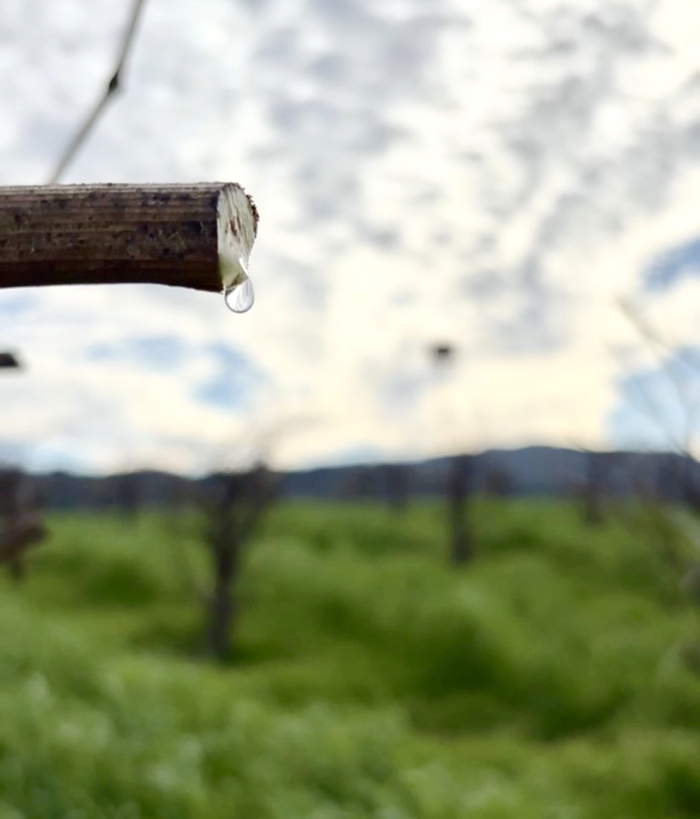 Feb 2025 - weeping vine