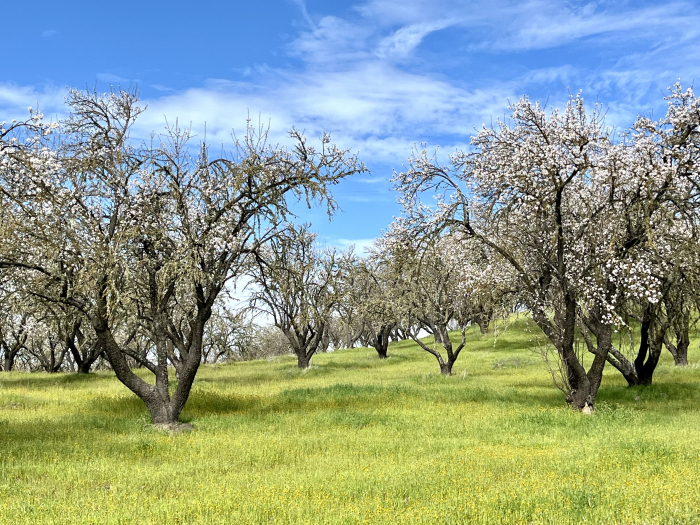 Feb 2025 - Flowering almonds
