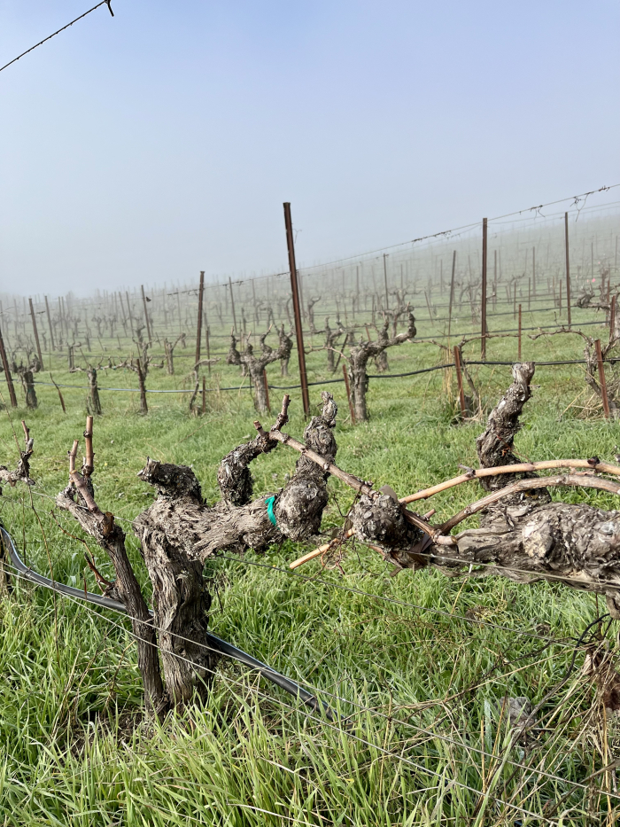 Green grass and fog lifting on Mount Mourvedre
