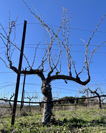 Unpruned Grenache Jan 2025