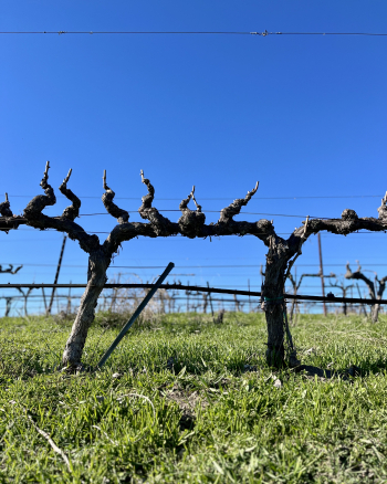 Newly pruned Mourvedre Jan 2025