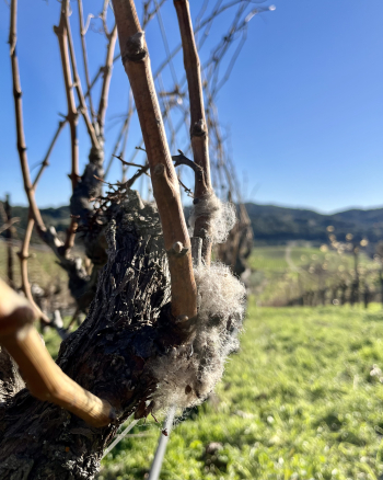 Wool on Grenache vines