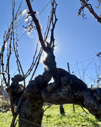 Wool on Grenache vines 2