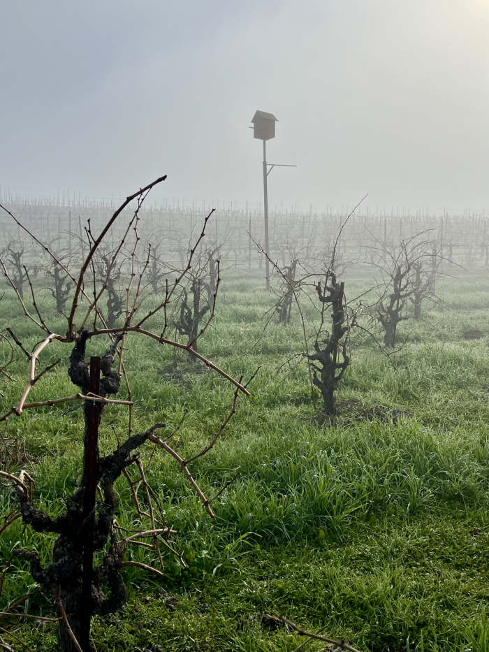 Owl box and Tannat vines in the fog