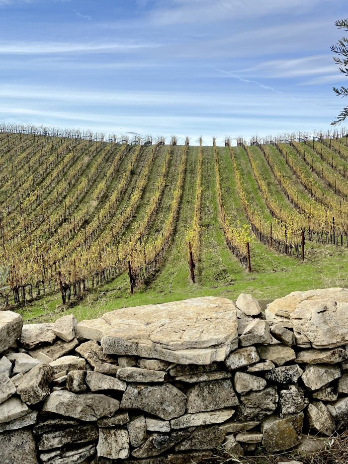 Winter view of stone wall and Grenache Blanc