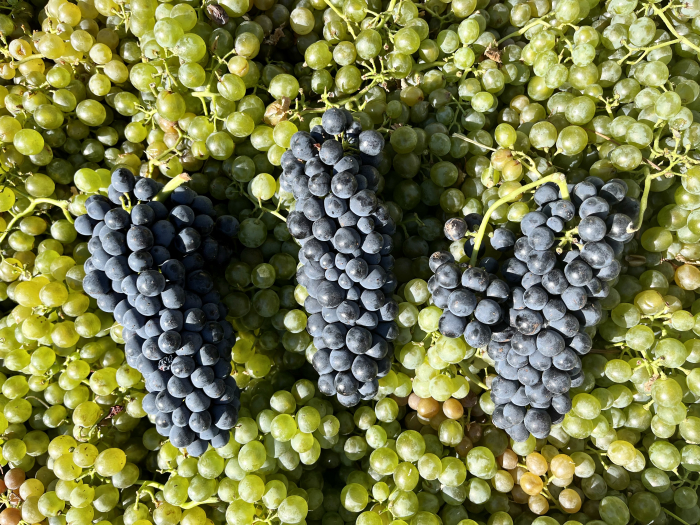 Syrah clusters against Vermentino backdrop