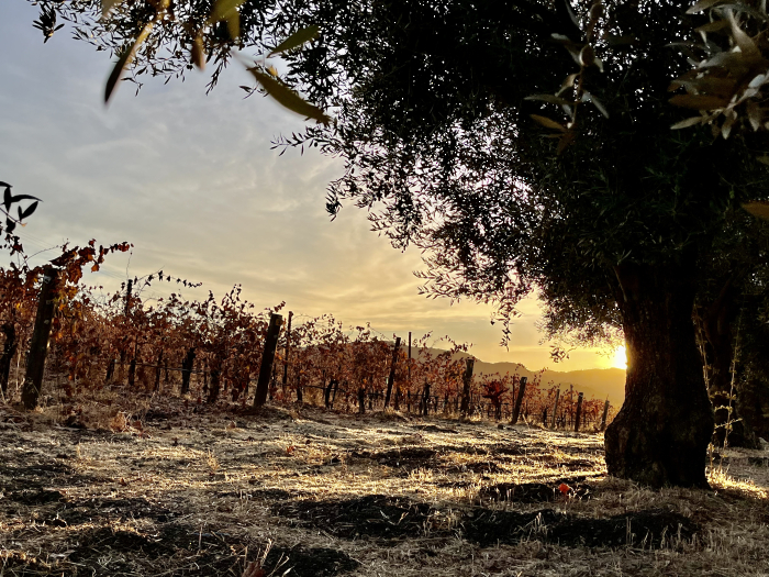 November sunsets - olive trees
