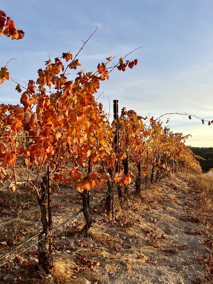 November sunsets - bright syrah leaves