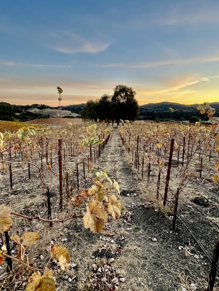 November sunsets - long view