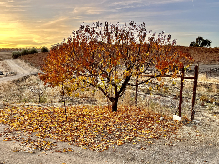 November sunsets - peach losing leaves