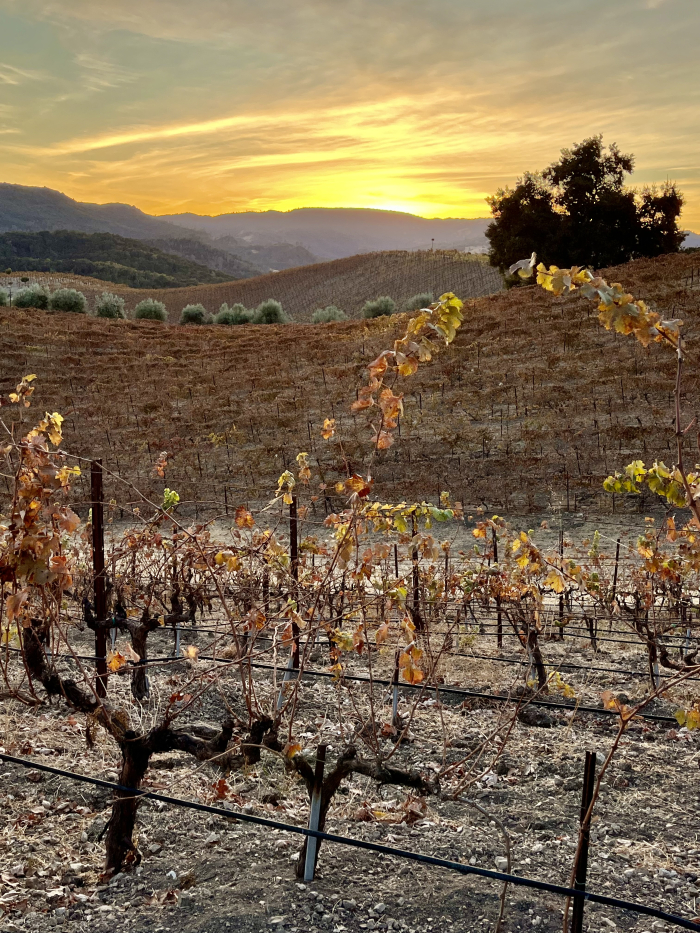 November sunsets - view up Syrah terraces