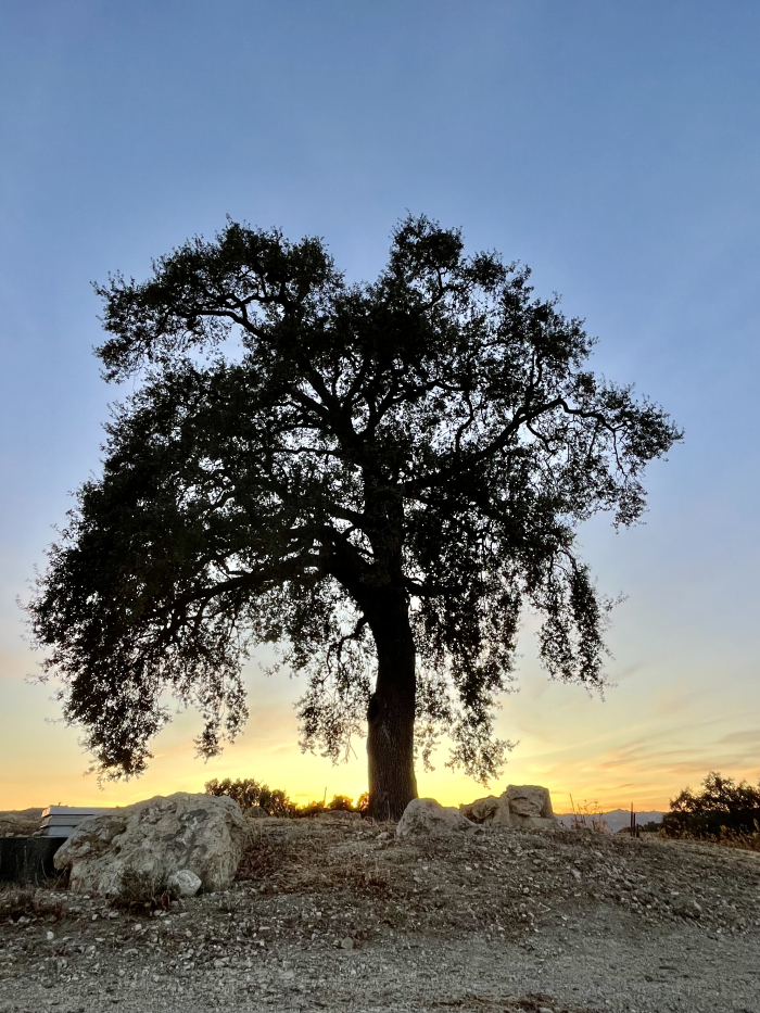November sunsets - Oak tree