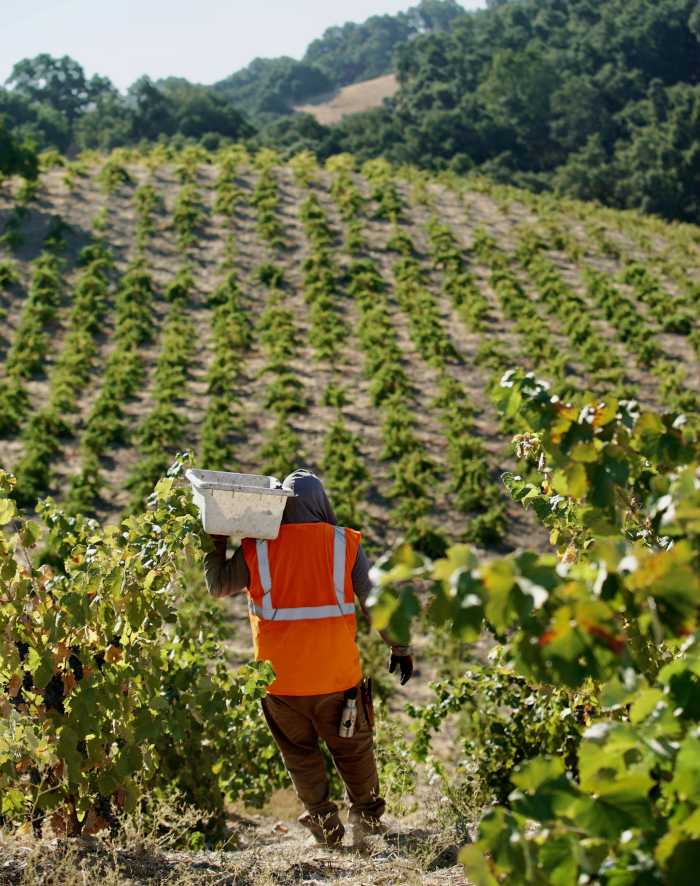 Harvesting Jewel Ridge