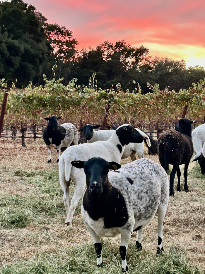 Flock in Haas Vineyard at Sunset