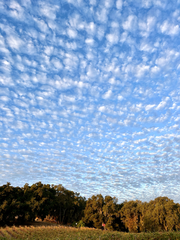 October 2024 Beauty puffy clouds over Haas Vineyard