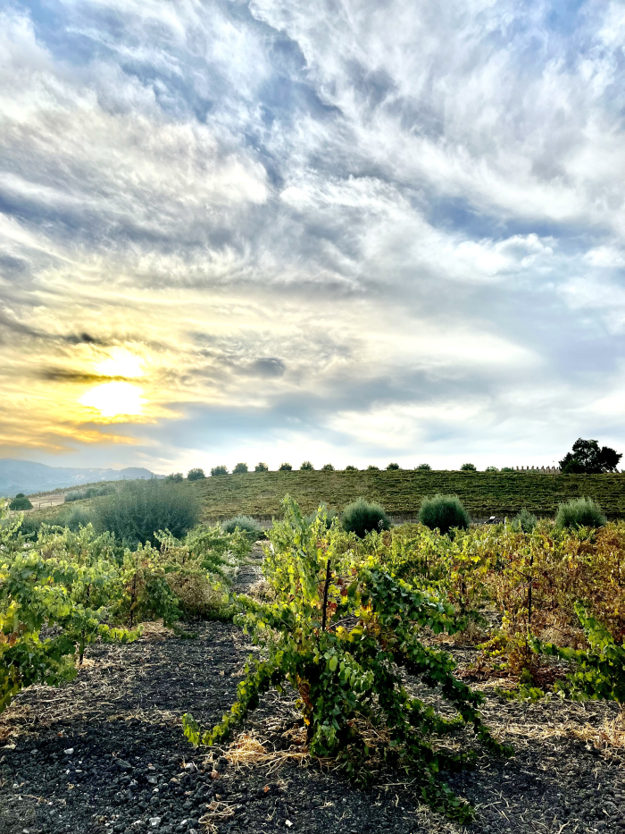 October 2024 Beauty looking west over Cinsaut