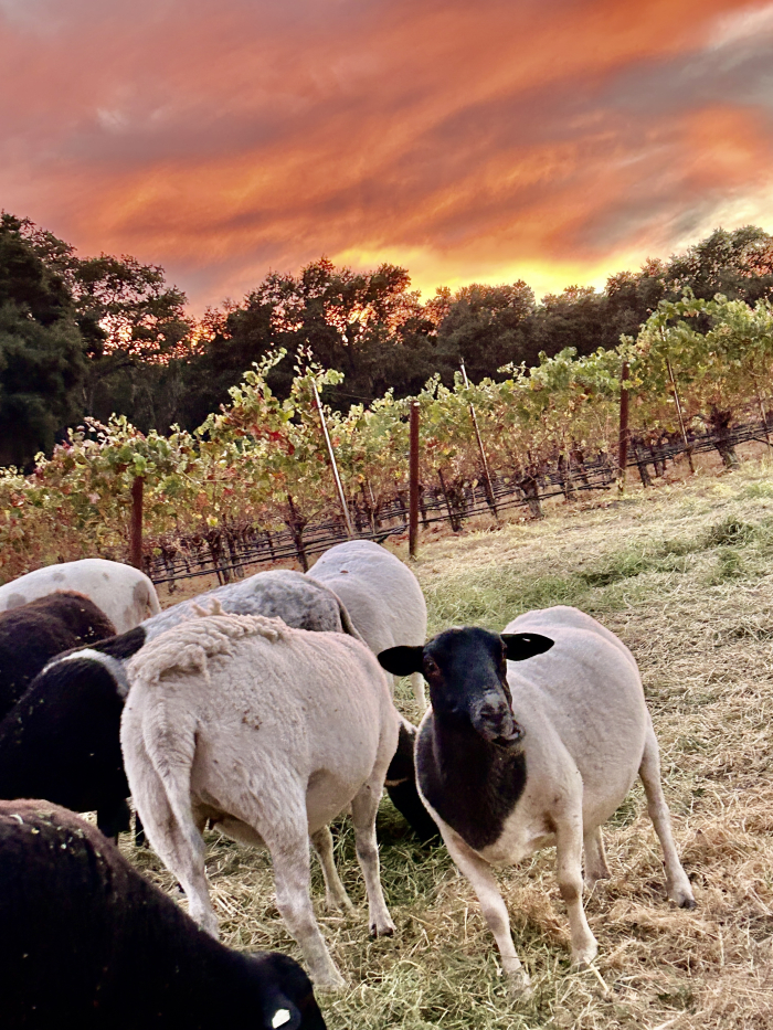 October 2024 Beauty sheep and sunset