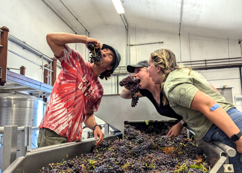 Tablas Creek Harvest Interns 2024