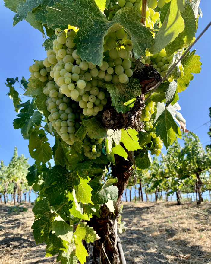 Picpoul vine from below