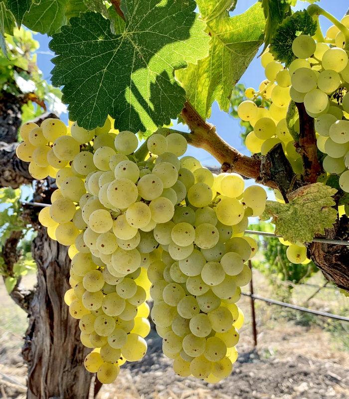 Grenache Blanc cluster August 2019