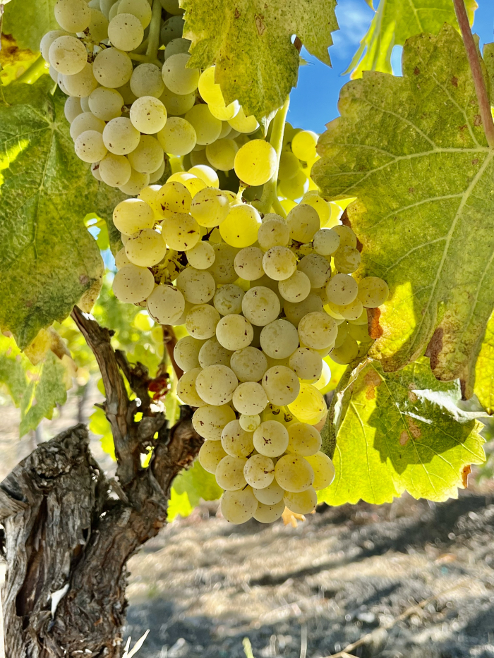 Bourboulenc cluster Sept 2024