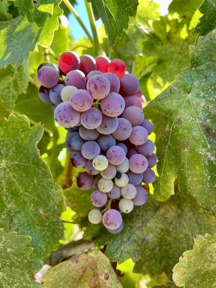 Grenache cluster still mid-veraison