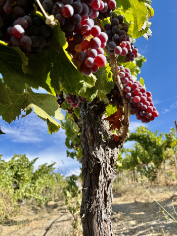 View from below Grenache